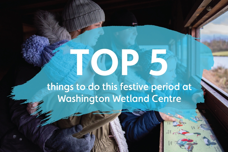 Top 5 things to do over the festive holidays